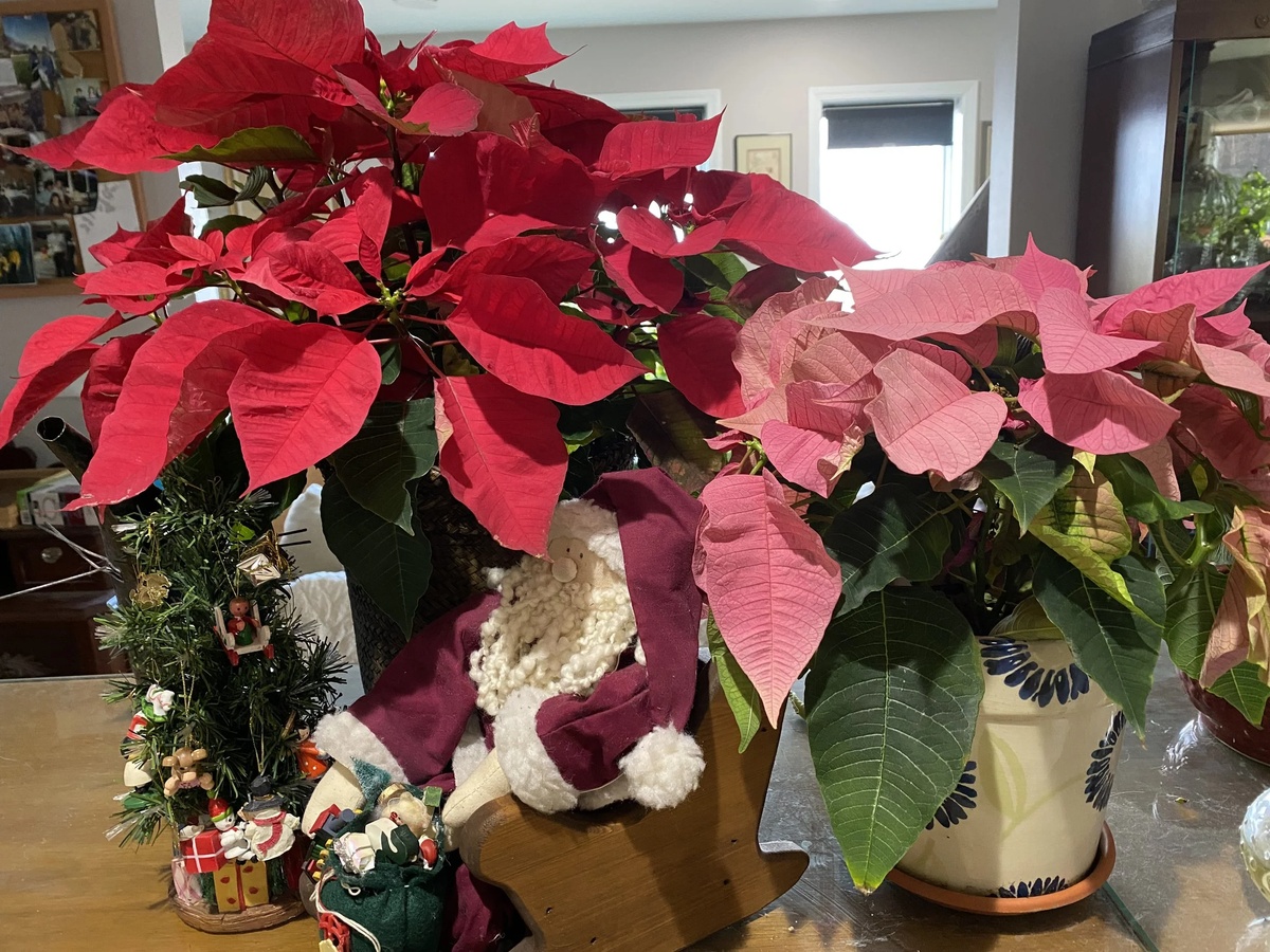 Der Weihnachtsstern blüht in Rot und Rosa 