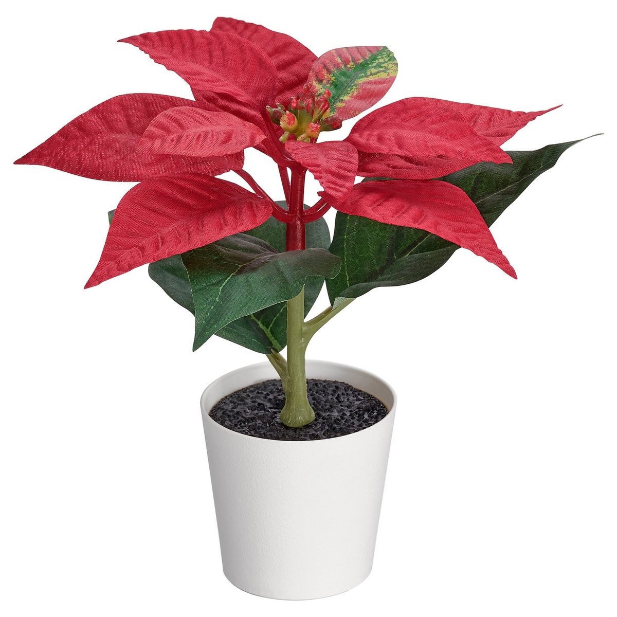 Weihnachtsstern im weißen Topf - beliebte Weihnachtspflanzen 