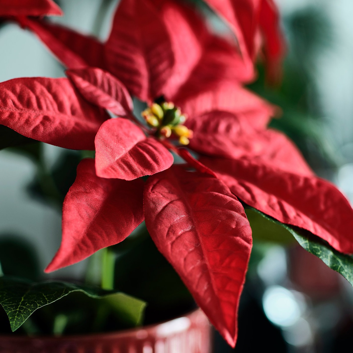 schöne rote Hochblätter des Weihnachtssterns