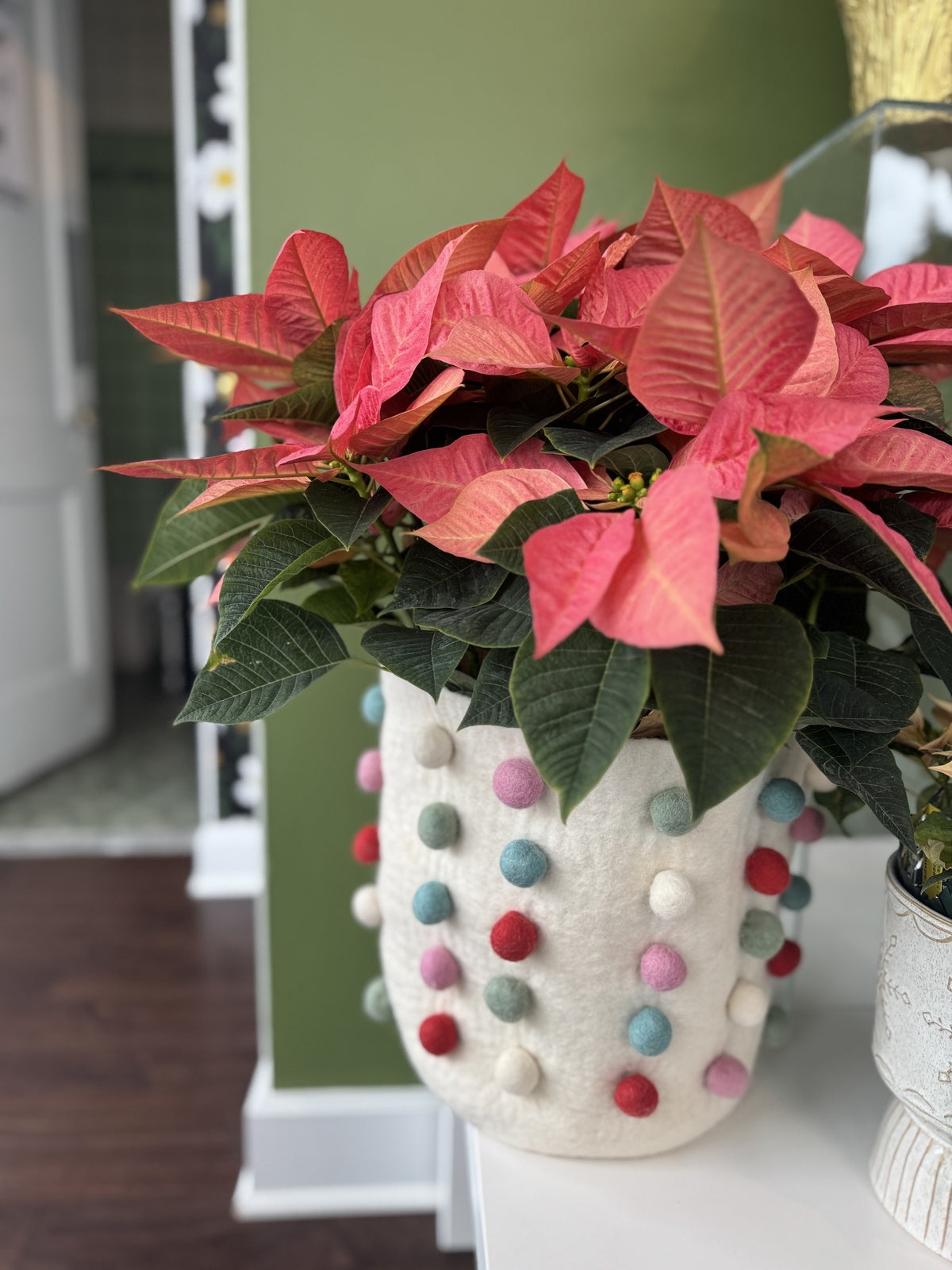 Weihnachtsstern mit rosa-roten Blättern im großem Topf