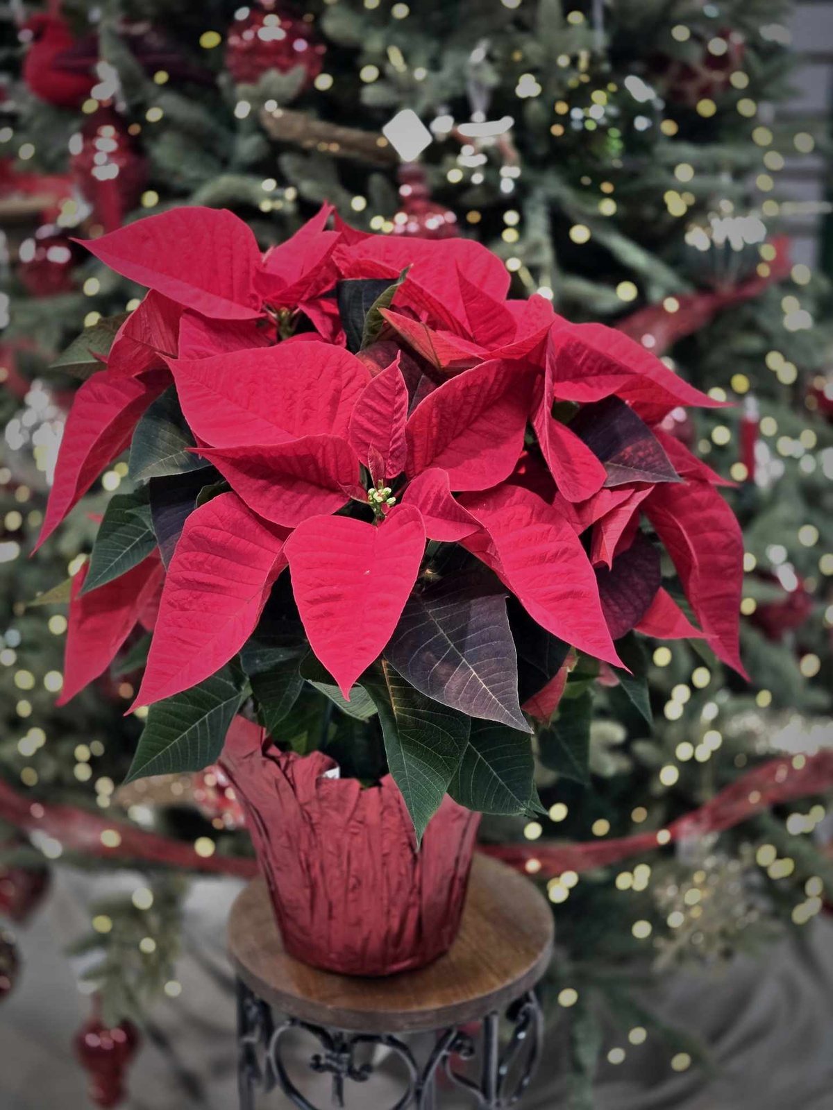 beliebte Weihnachtspflanzen - der Weihnachtsstern als Teil der festlichen Deko 