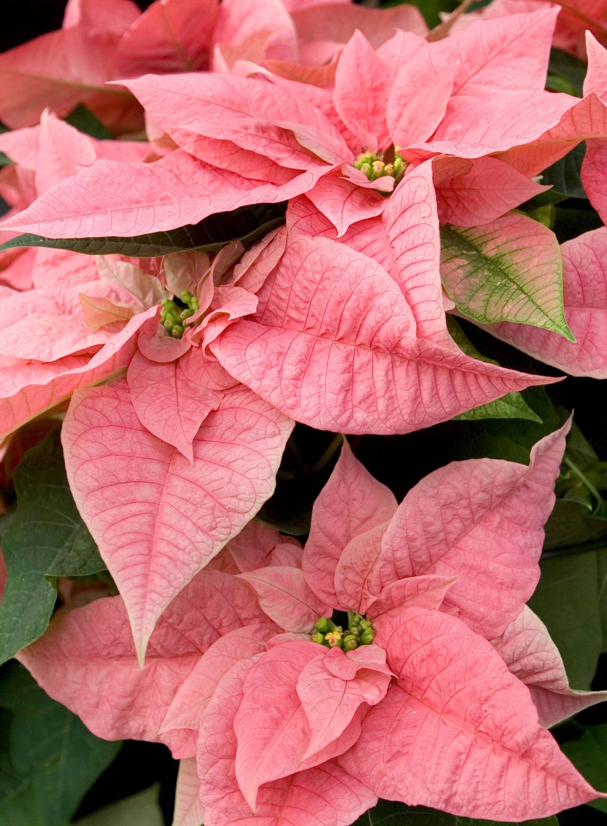 wunderschöne zarte Blüten in Rosa - die Natur ist ein großer Künster! 