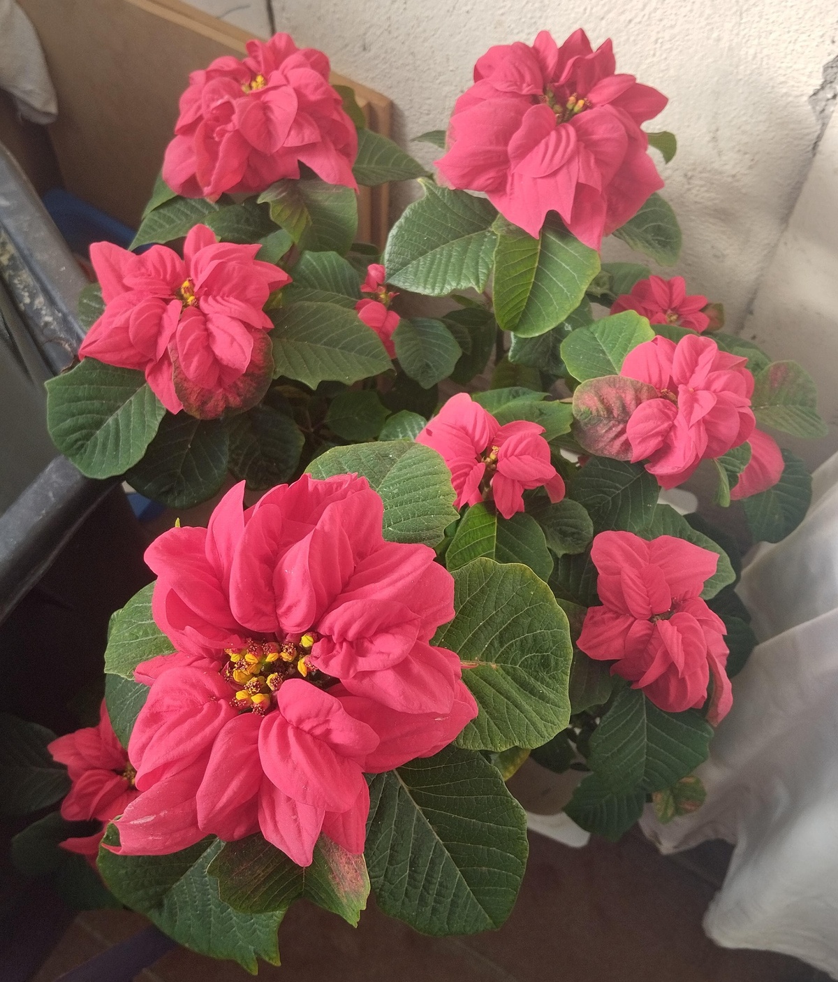 ein toller Hingucker sind die rosa Blüten des Weihnachtssterns