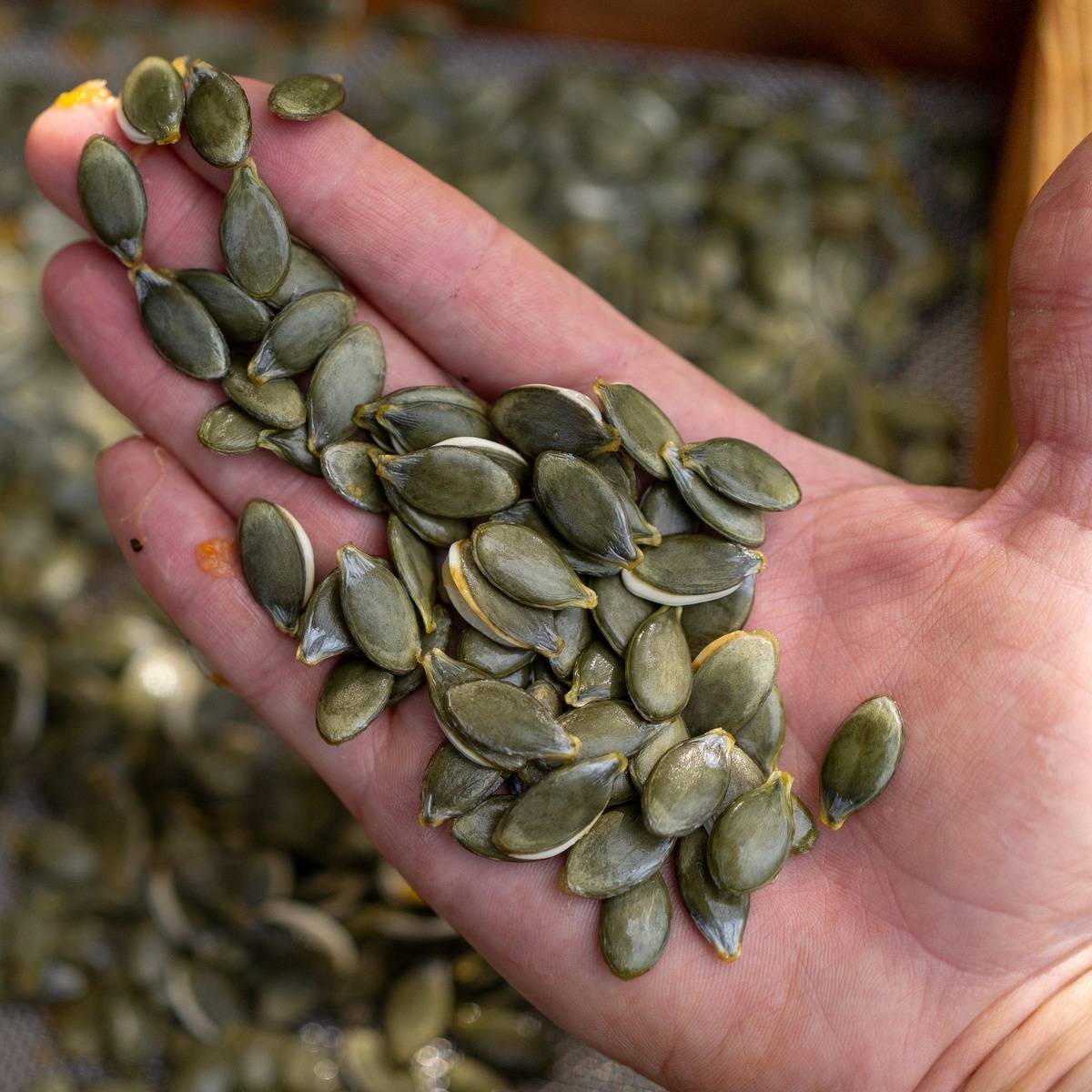 in rohem Zustand behalten die Kerne ihre Inhaltsstoffe am besten 