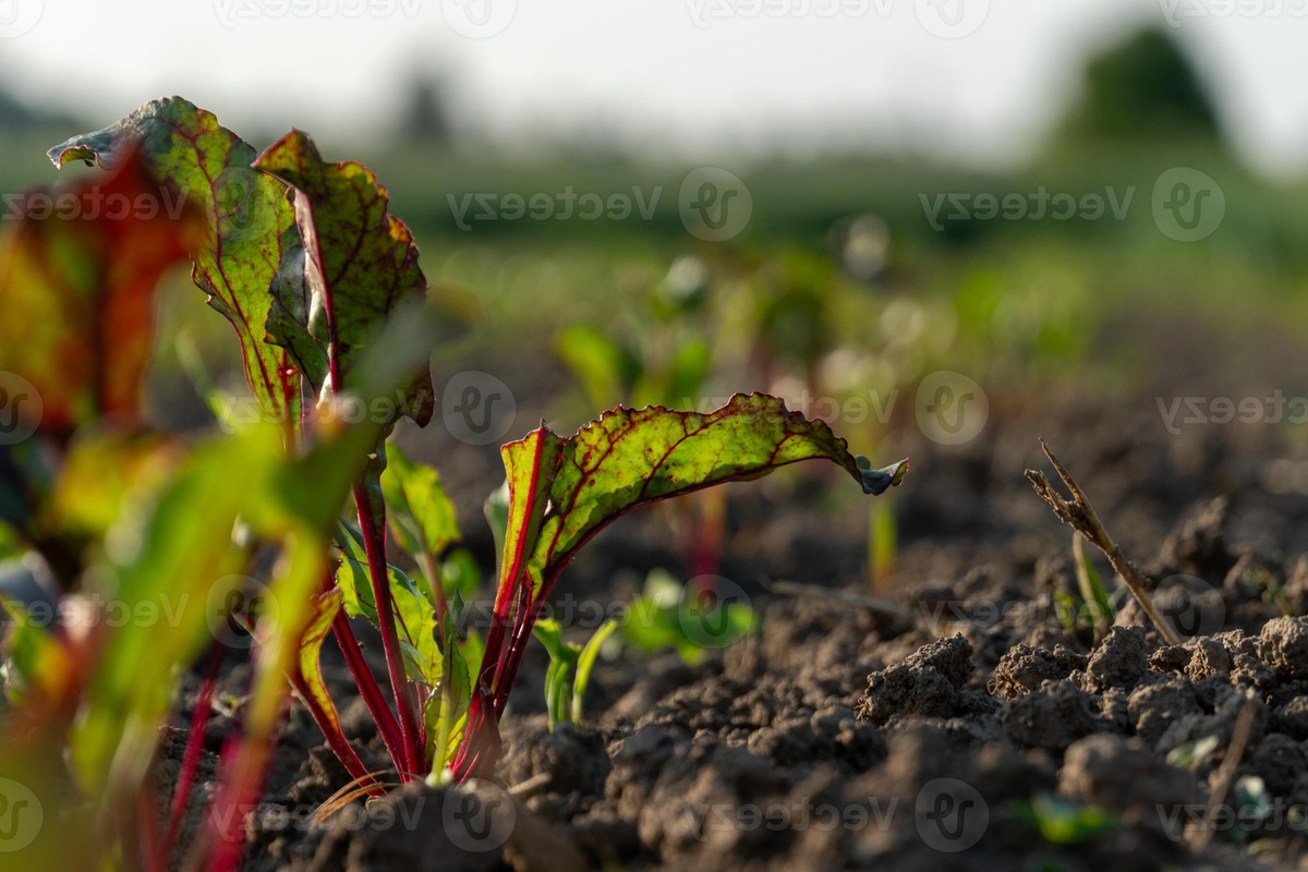 rote Bete im Garten anbauen und ernten 