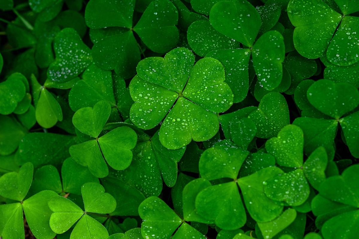 grüne Kleeblätter symbolisieren Glück, Hoffnung und Neuanfang 