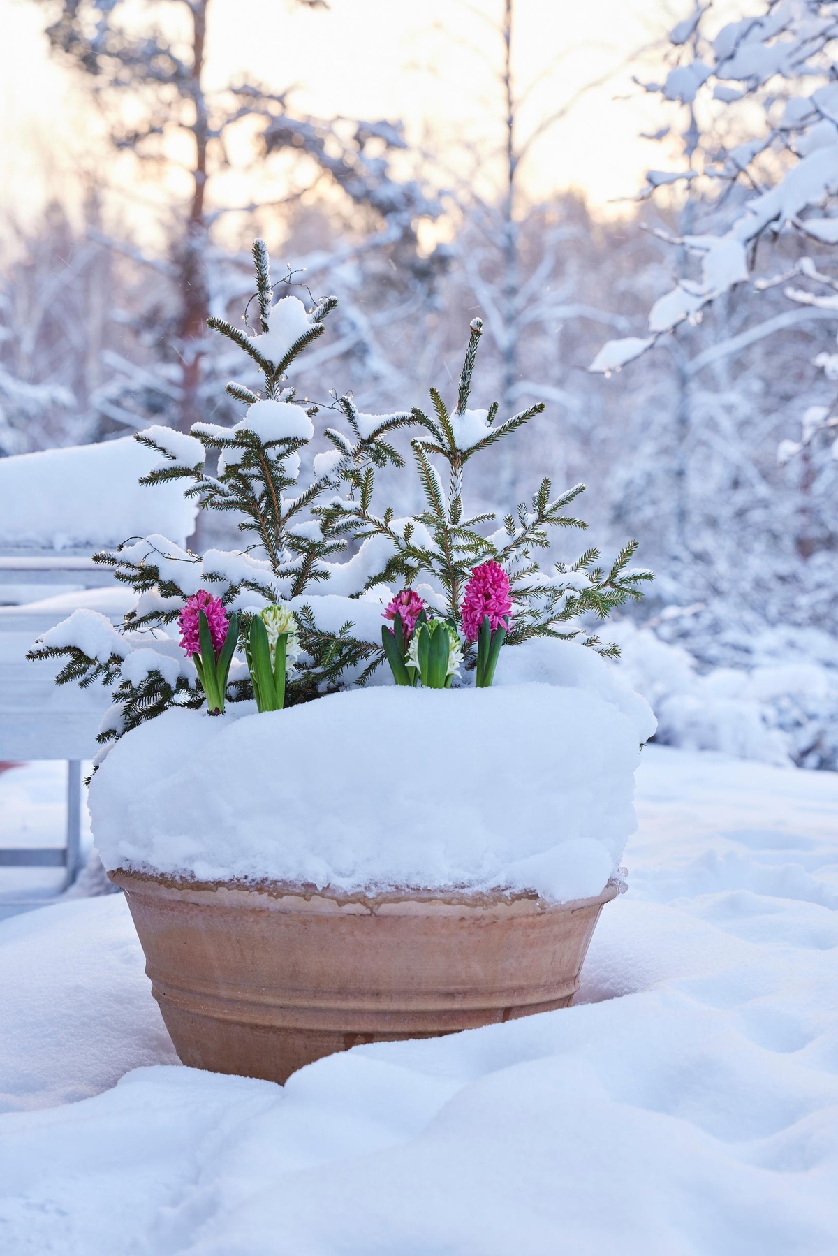 violettfarbene Hyazinthen im Schnee 