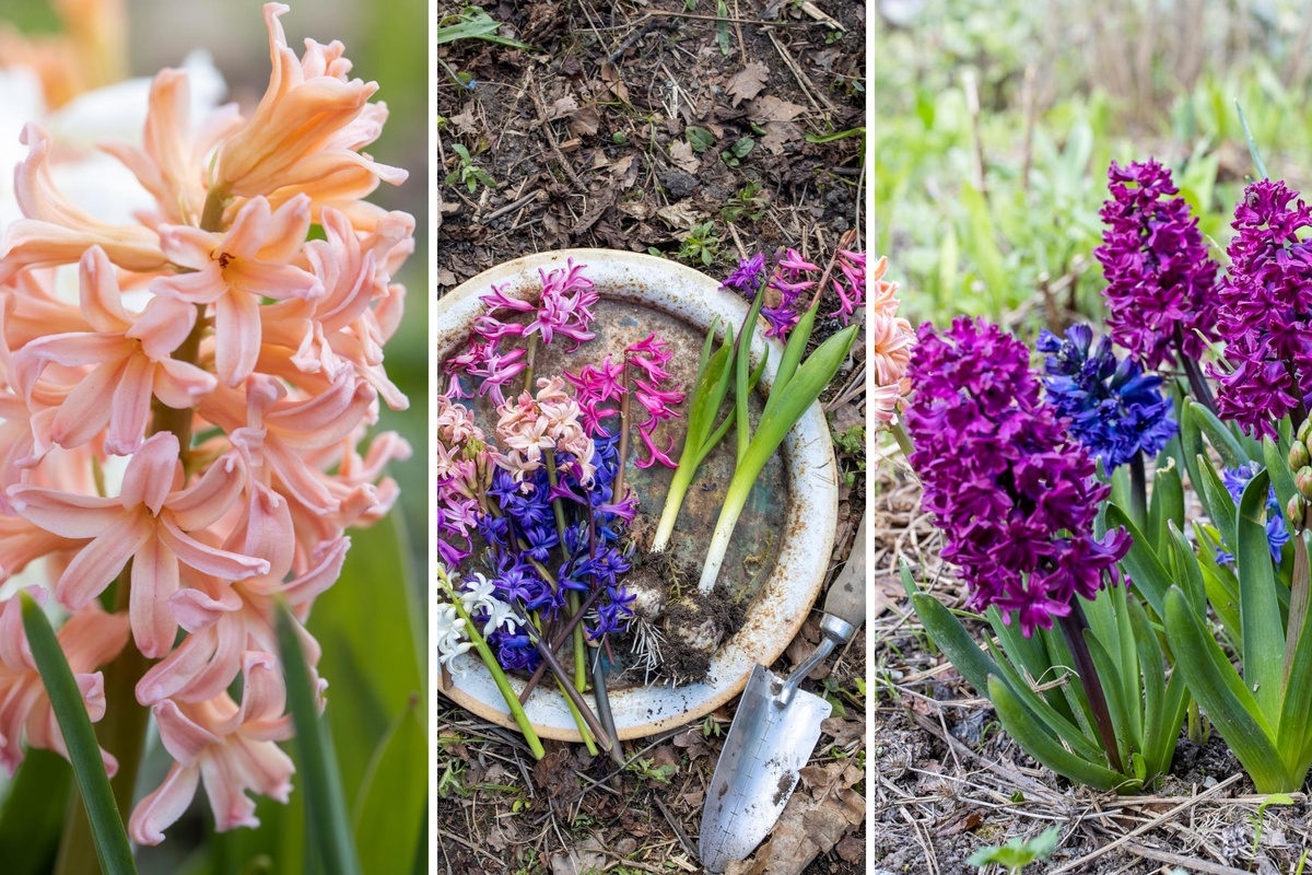 rosa, violette und blaue Hyazinthen im Garten