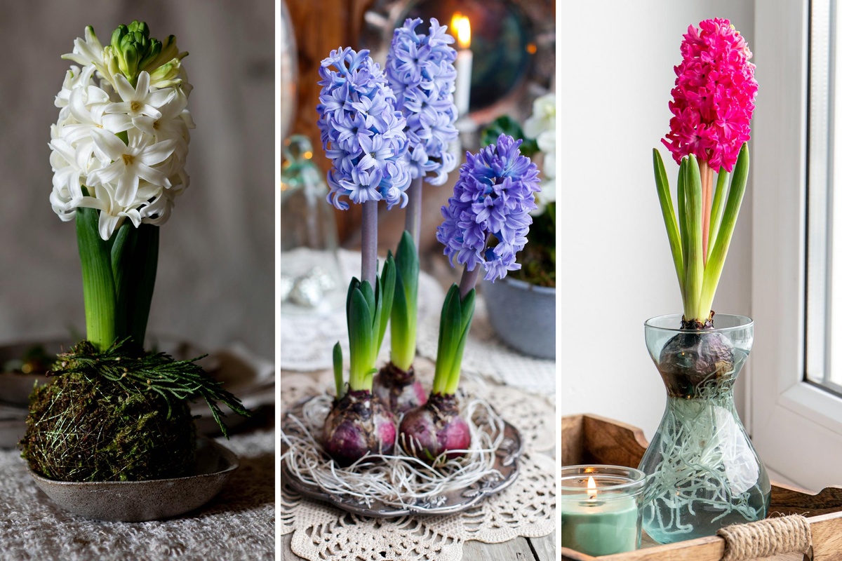 drei Arrangements mit Hyazinthen im Wasser