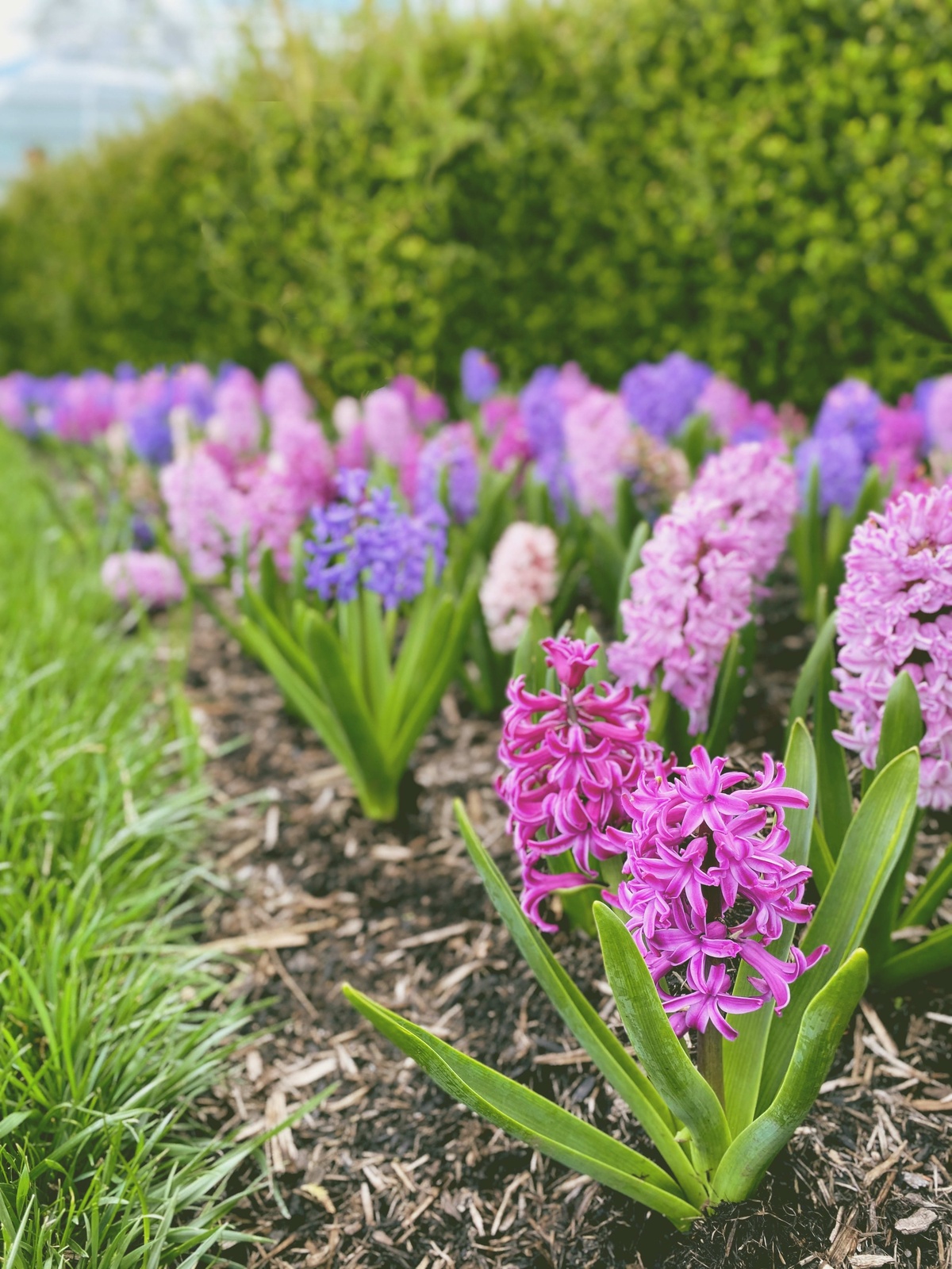 rosa und blaue Hyazinthen im Blumenbeet