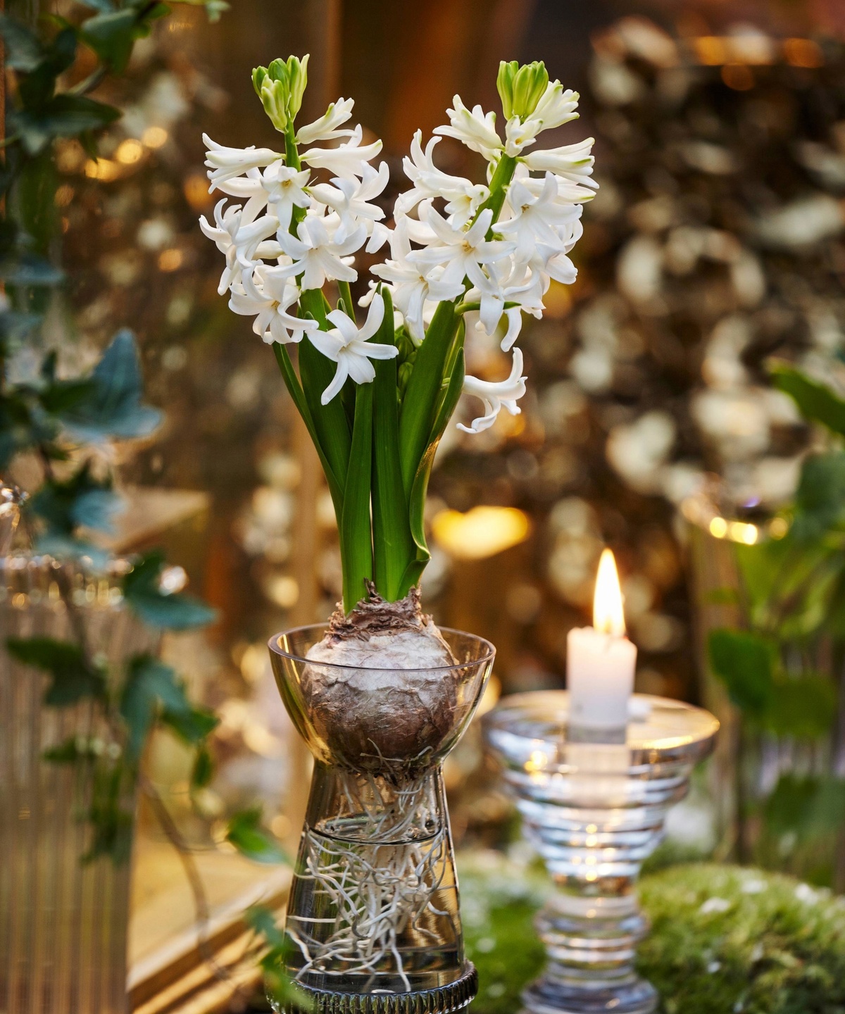 Hyazinthen im Glas, daneben eine brennende Kerze 