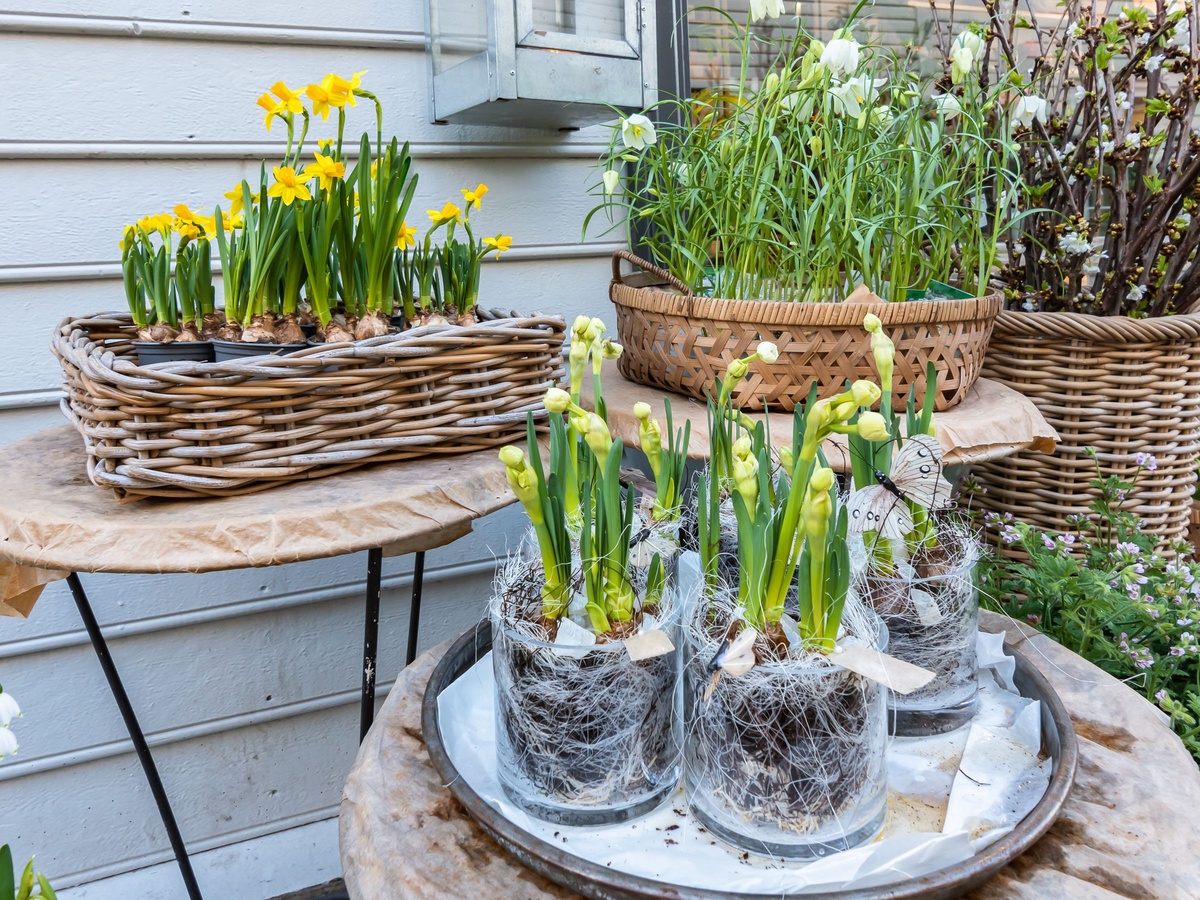 Narzissen in kleinen Blumengefäßen draußen auf der Terrasse