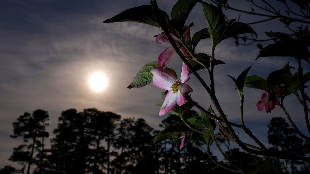 Blumenmond am 1. Mai 2026 - ein Vollmond in voller Pracht 